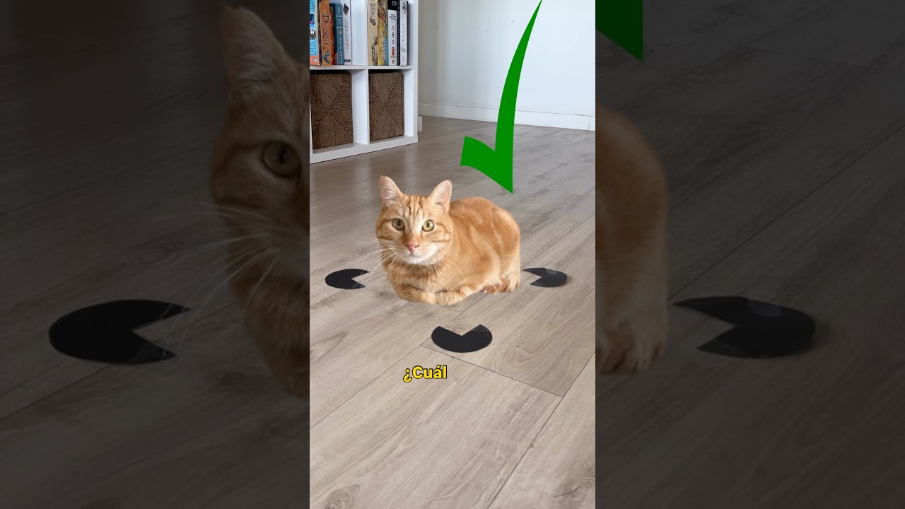 ¿A los gatos les afectan las ilusiones ópticas?
