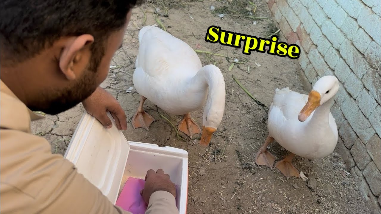 Aj Surprise Revealed Kar Dia 🤩 Dekhain Maza Ayee Gaa 