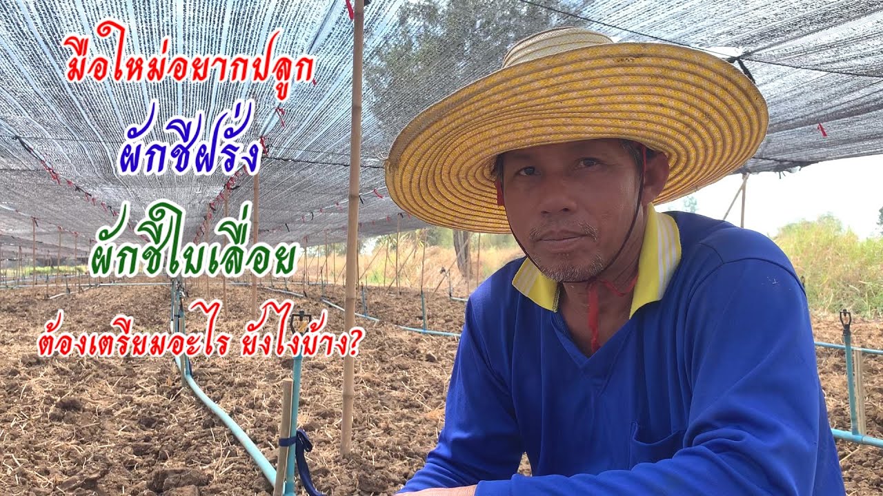 มือใหม่อยากปลูกผักชีใบเลื่อย ผักชีฝรั่ง ต้องเตรียมอะไร ยังไงบ้าง?