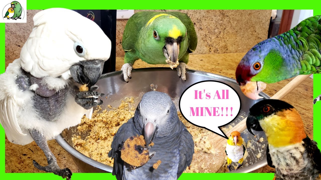 How to Make Birdie Muffins for Your Parrot