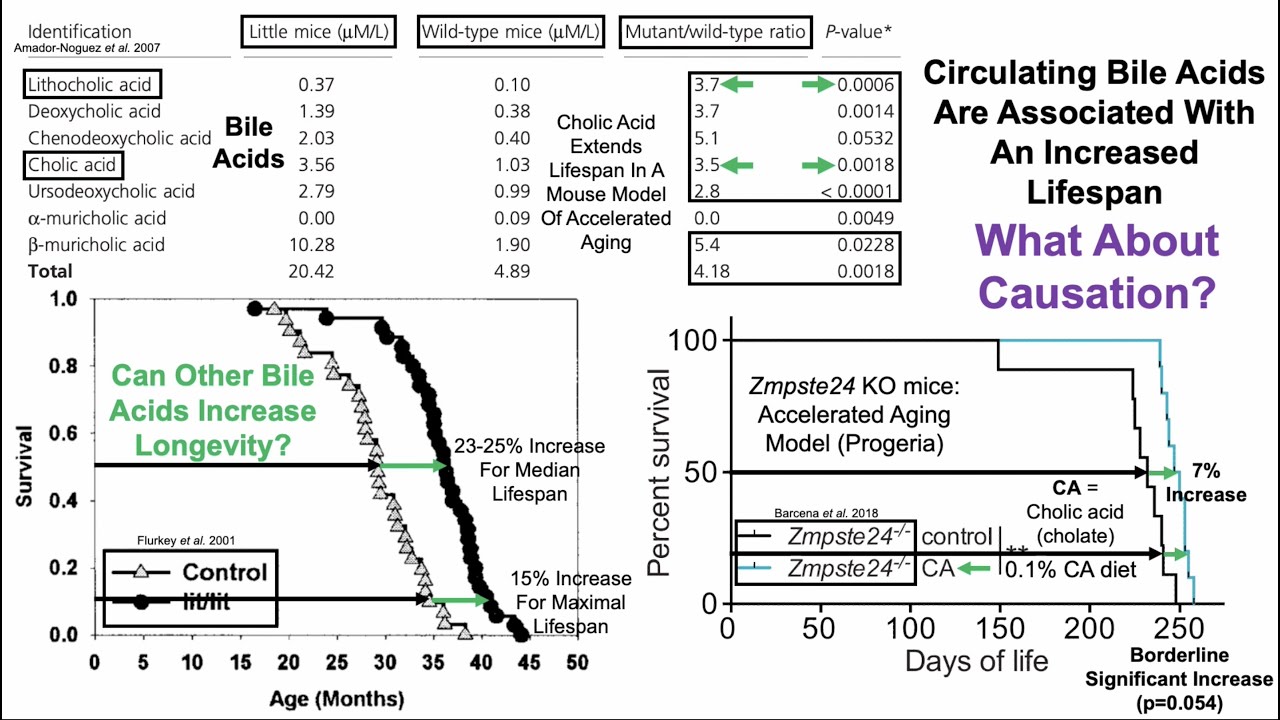 Lithocholic Acid: A Gut Bacterial Metabolite That Extends Lifespan