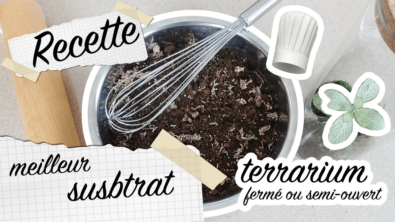 #TUTO | Recette du substrat idéal pour Terrarium ! D-Terrariums 🌿 (terre pour terrarium)