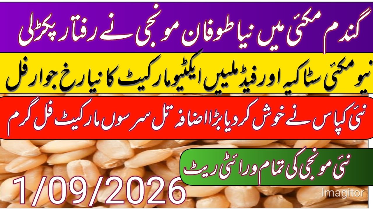 Gundam Makki Rates Today 2026 || New New Dhan Rates Today | Makki Ka Rate Today