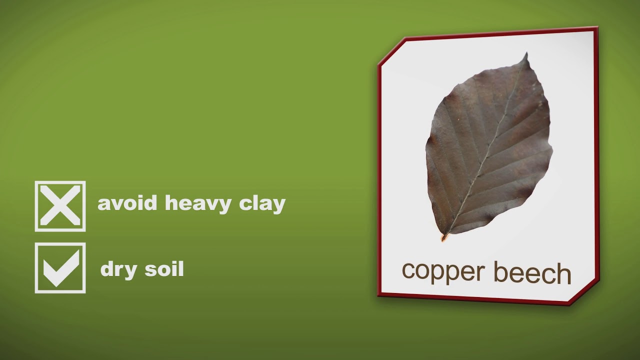 How to plant a Copper Beech Tree or Hedge by Heathwood Nurseries