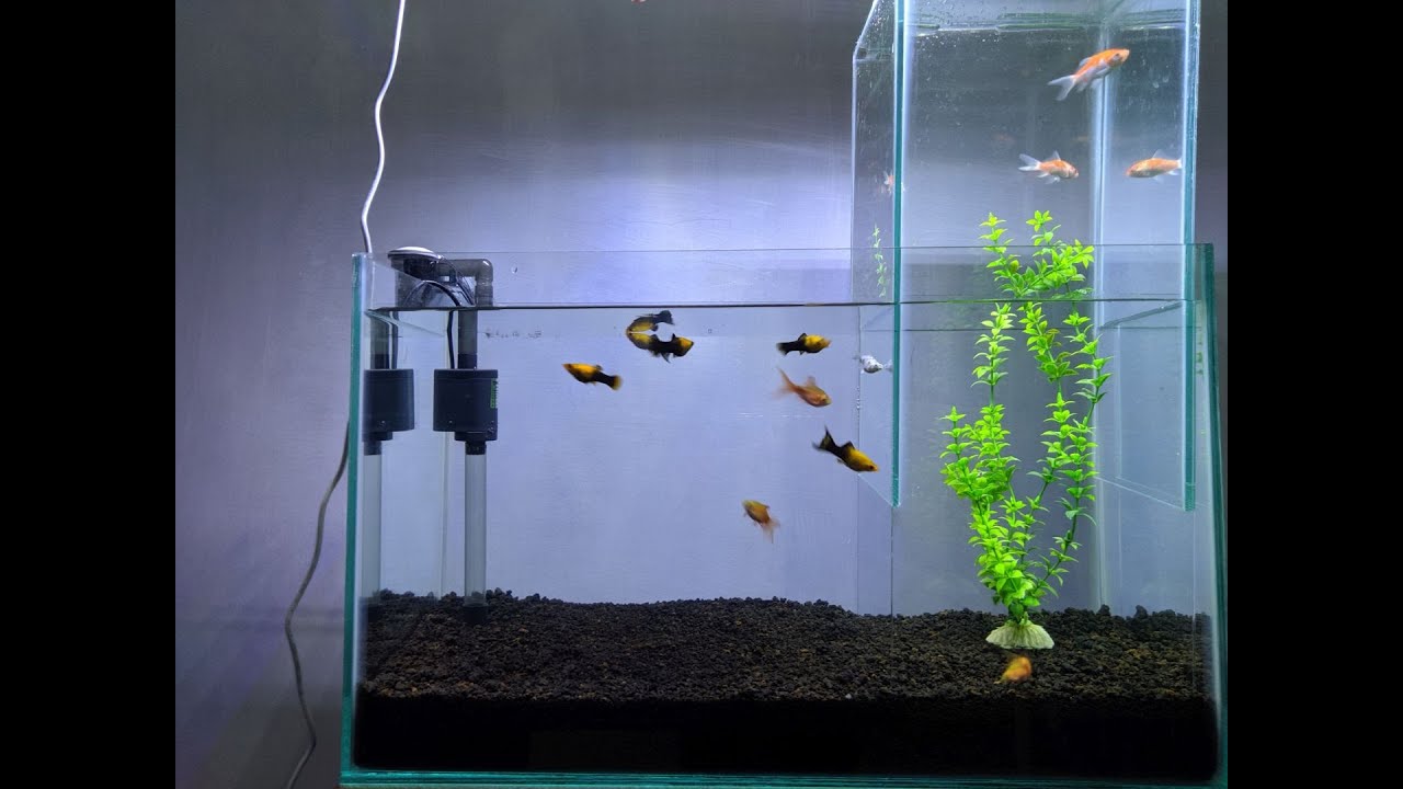 How to Unique Multi Level Vertical Aquarium - DIY Inverted Fish Tank