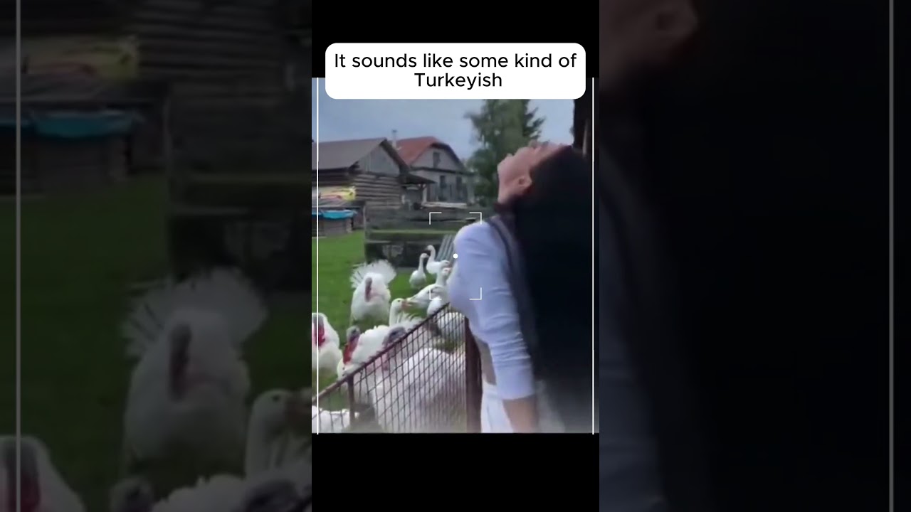 Explore Mind-Blowing Turkey-Inspired Meme Humor
