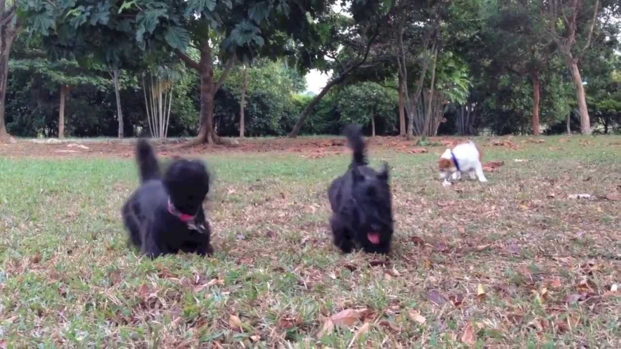Scottish Terriers show a Corgi how to hunt!