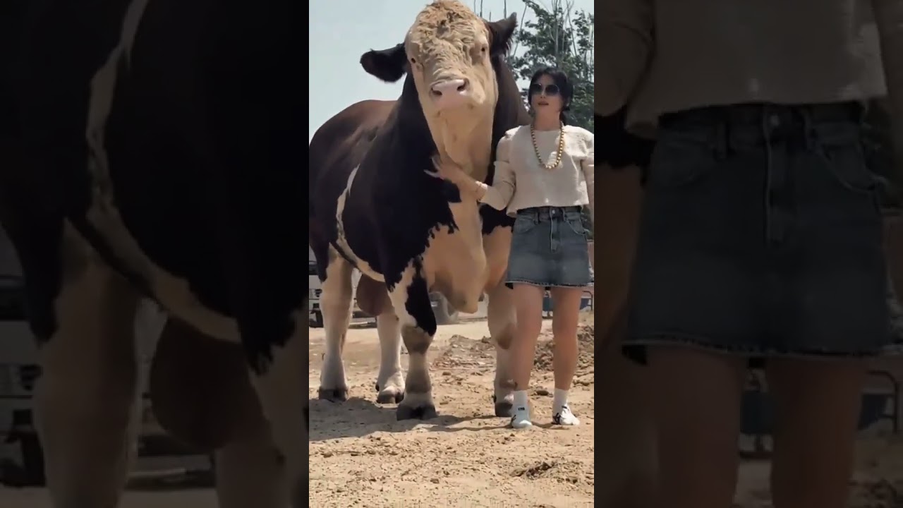 Simmmental Big  Bull😱😱🐄🐄 #cow #big#bull #simmental #cawfarming #shortvideo #ytshort #