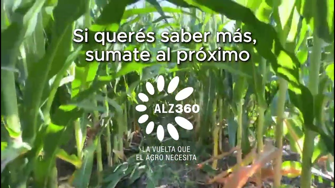 ALZ Agro | Ensayo de densidades en Pehuajó