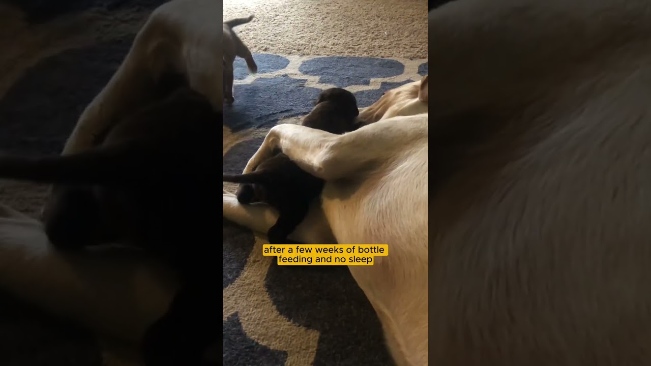 Puppy Aspen and Sage = the cutest things you’ve ever seen! 🥹 #PEDIGREEAdopt
