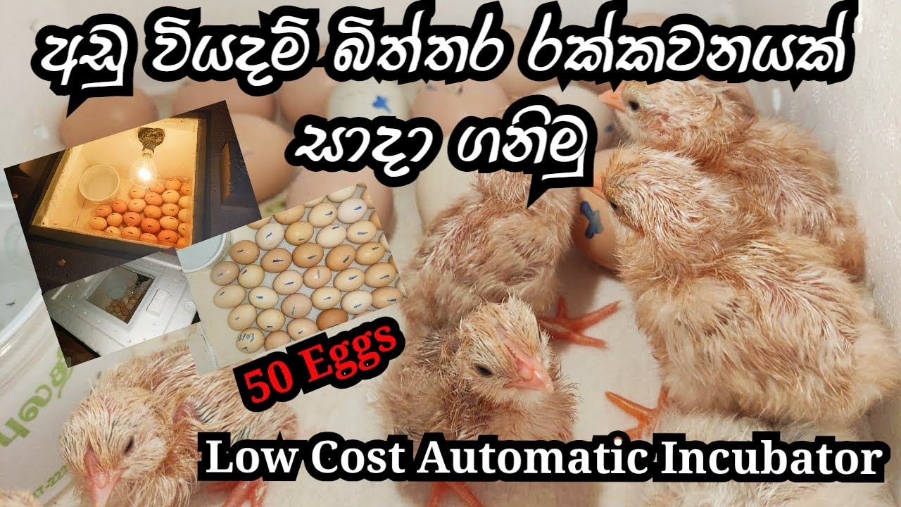 How to make an incubator | eggs machine in sinhala | How to hatching eggs with tempreture controller