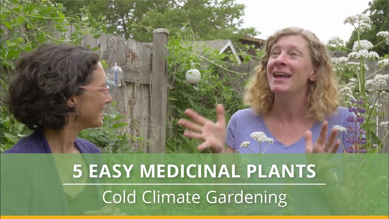 5 Easy Medicinal Plants to Grow in Cold Climates