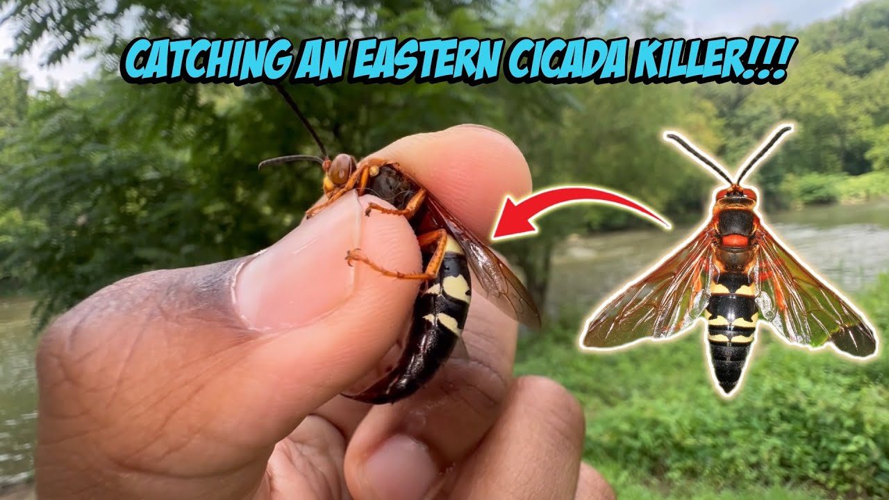 Catching An Eastern Cicada Killer!!!