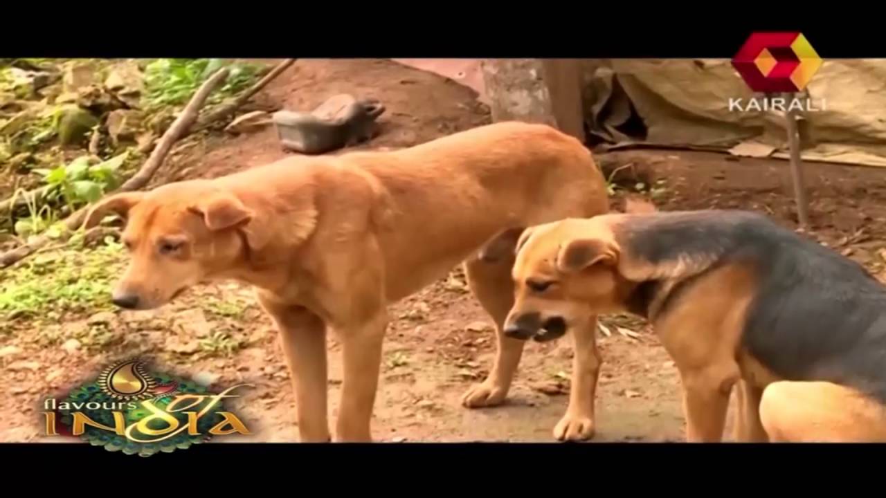Flavours of India: Tribal settlement At Anayirangal Dam, Idukki | 21st February 2015 | Full Episode