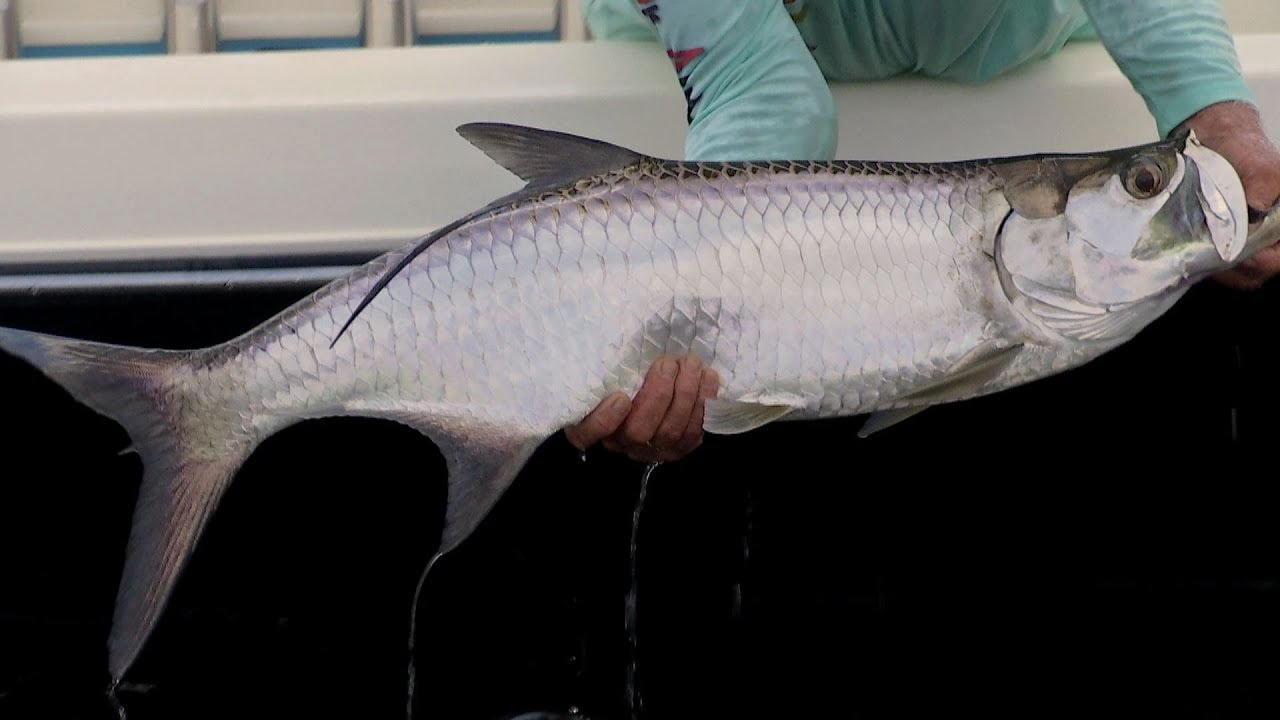 Canal Tarpon Fishing with DOA 2.75 Shrimp and Capt Mark Nichols