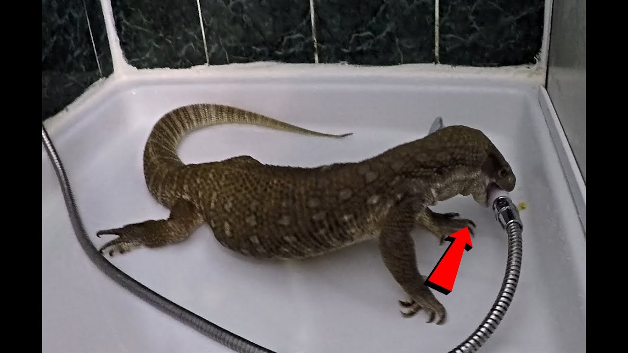 Mon Varan ATTAQUE la douche