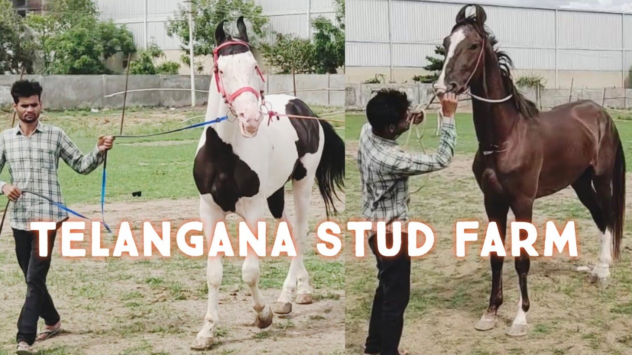 9533744190 Telangana stud farm par aaya sartaj ghoda kala ablak stallion horses available in Hyd