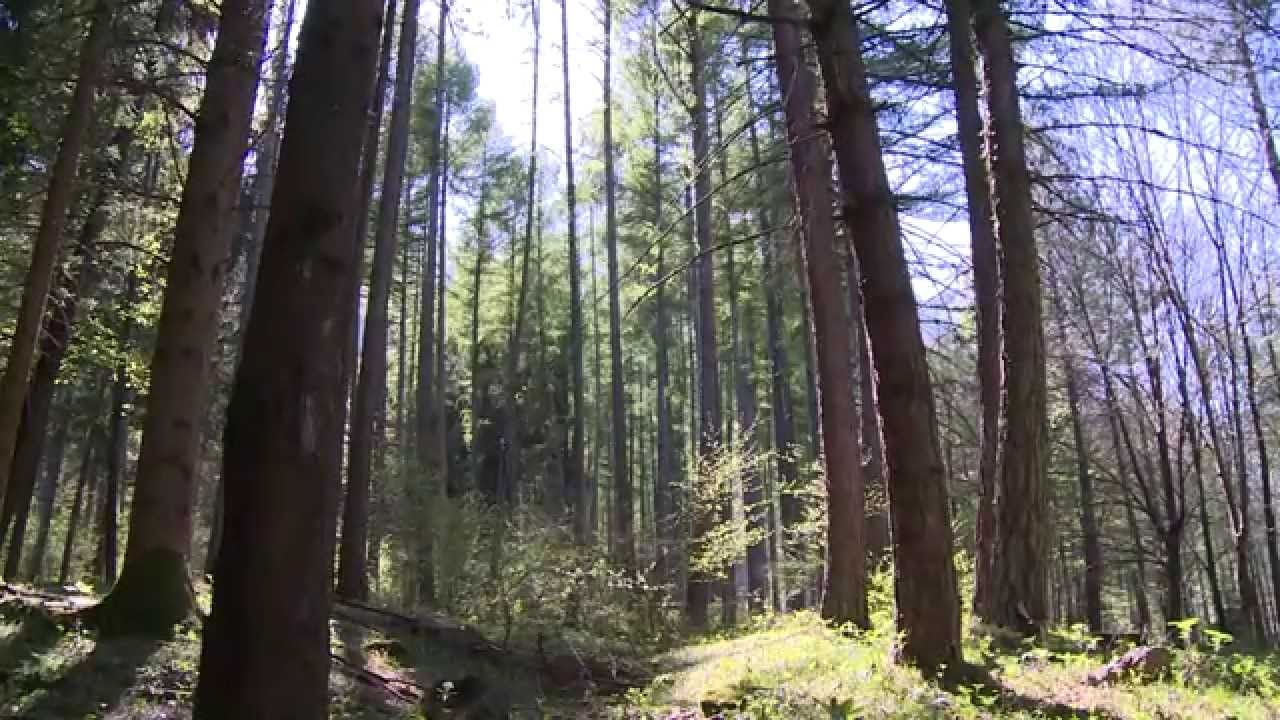 Foresta, legno, energia: una filiera DOCUMENTARIO (2014)