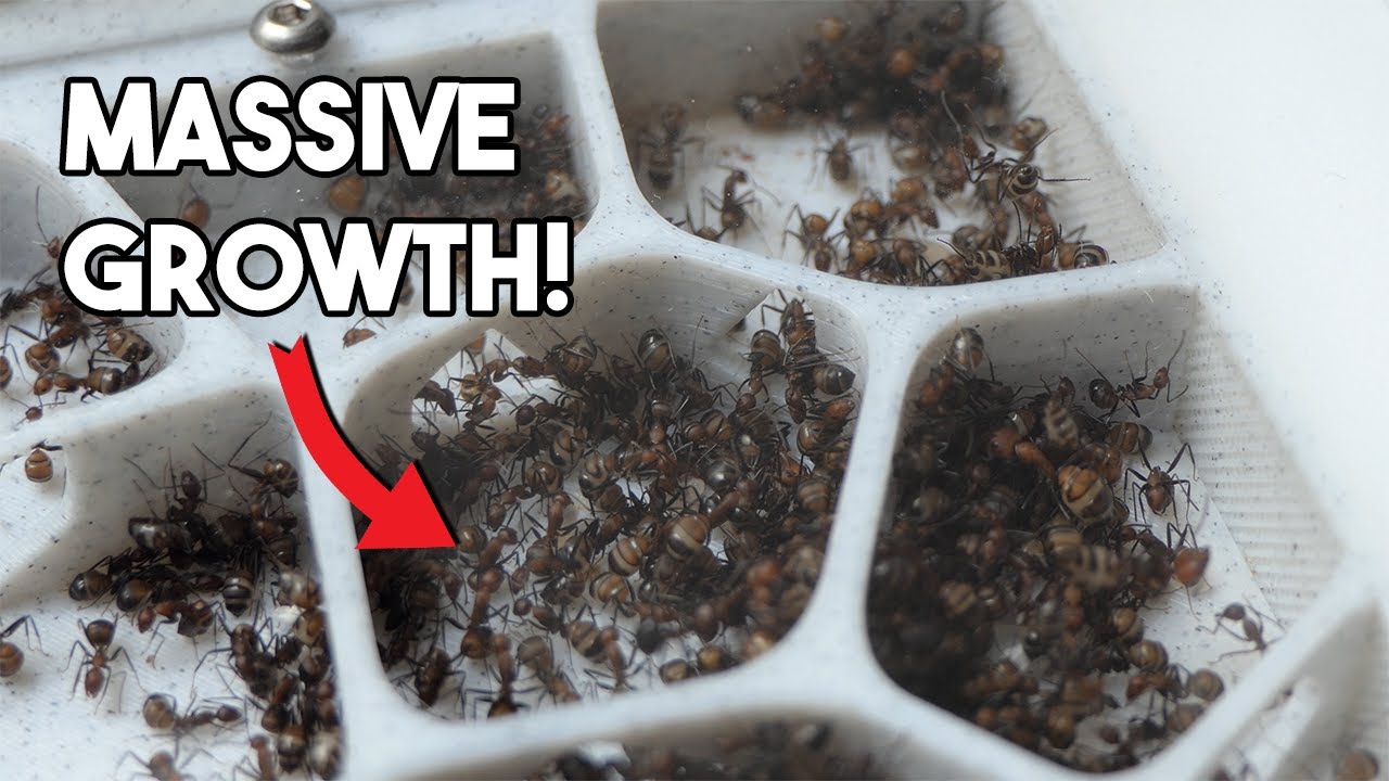 My Camponotus Nicobarensis Colony EXPLODED!
