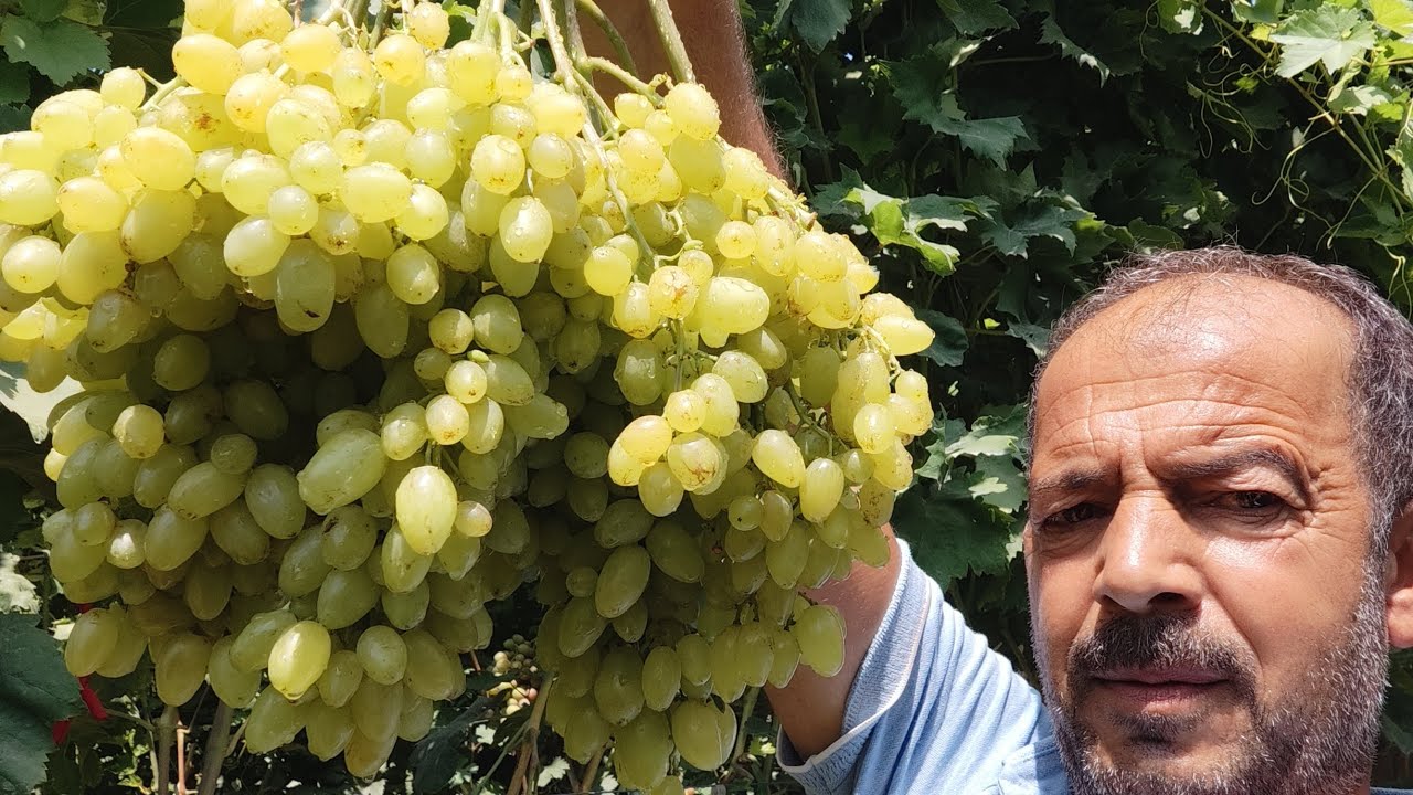 Qeliador kişmiş sortu 2025