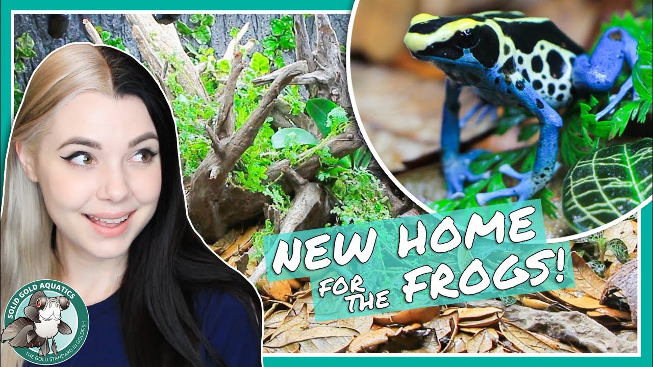 New Bioactive DART FROG Vivarium!