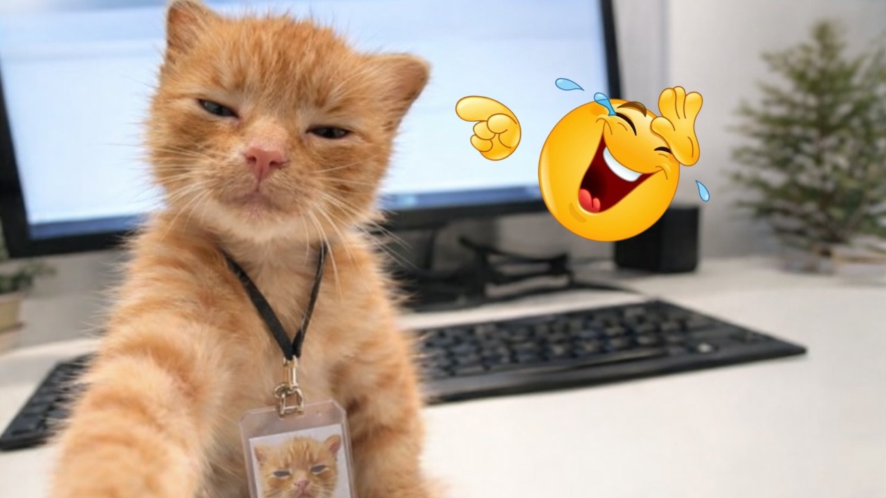 Funniest Cats Doing Crazy Things Ever Compilation