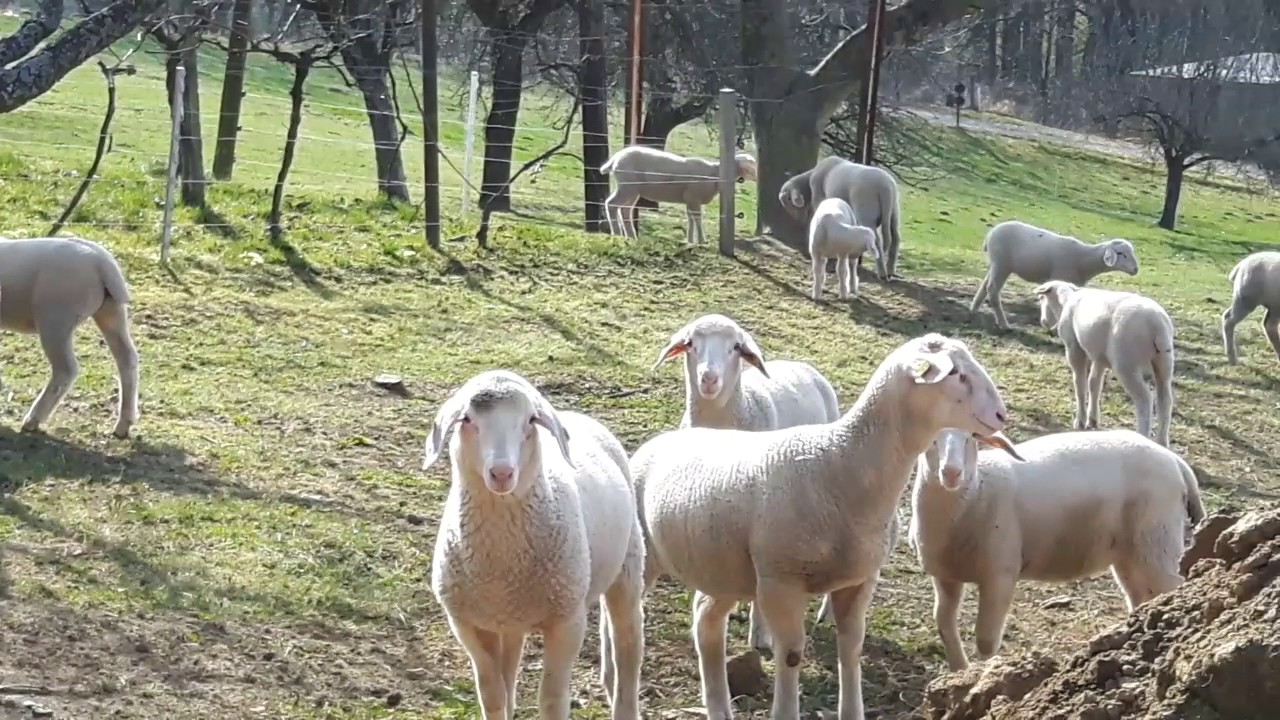 Merino Schafe Frühling