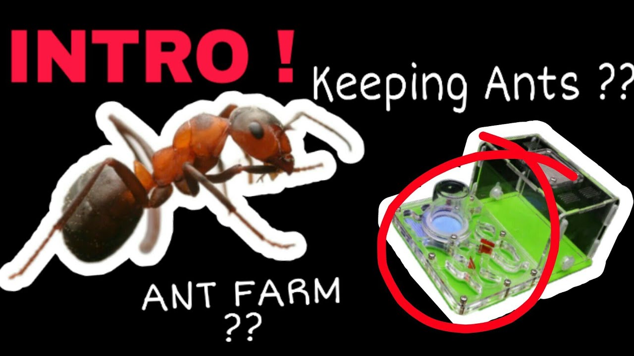 INTRODUCTION TO ANT KEEPING ( English Subtitles ) | MY FIRST VIDEO |