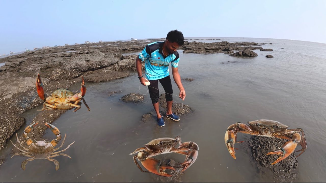 पोगोली टाकून पकडली मोठी चिंबोरी. Crabs catching techniques. Mumbai India fishing #crab