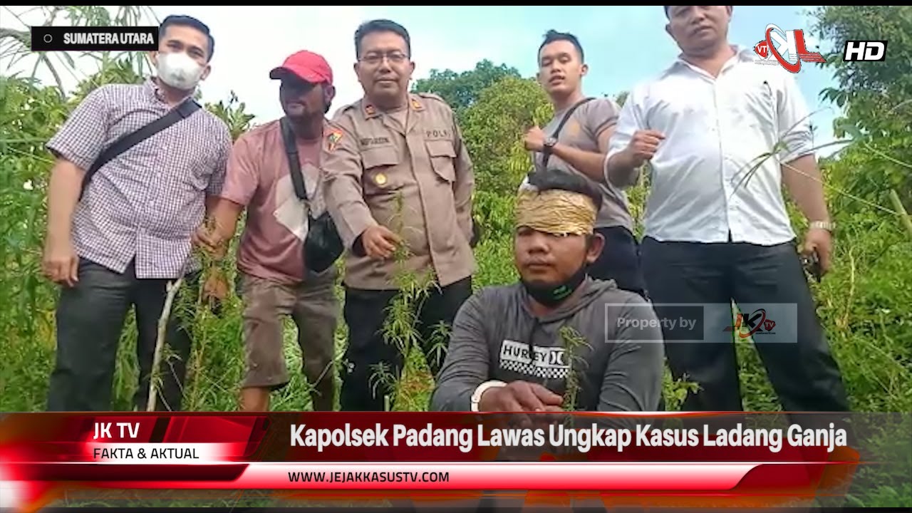 Kapolsek Padang Lawas Ungkap Kasus Ladang Ganja