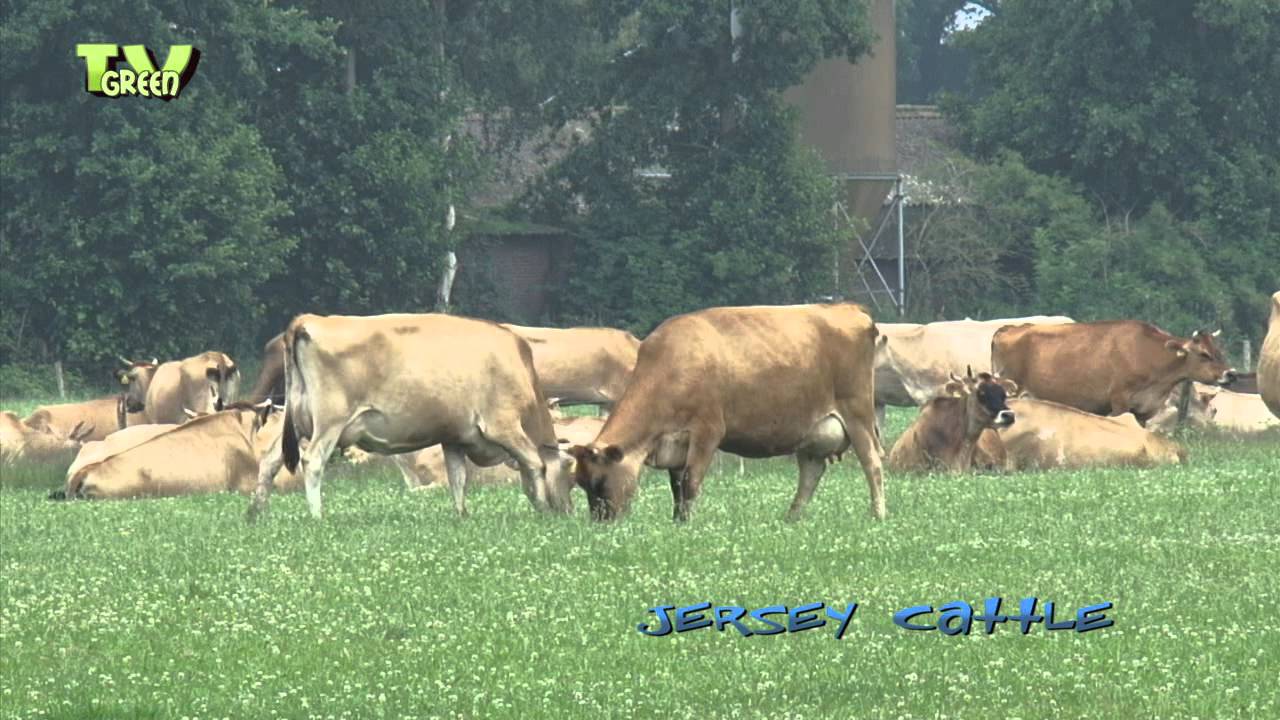 Jersey Cattle in Dutch countryside