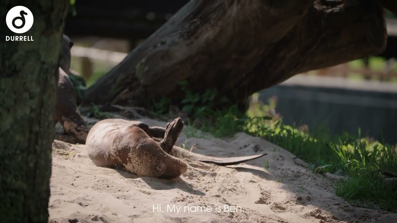 Meet Jersey Zoo's new giant otters!