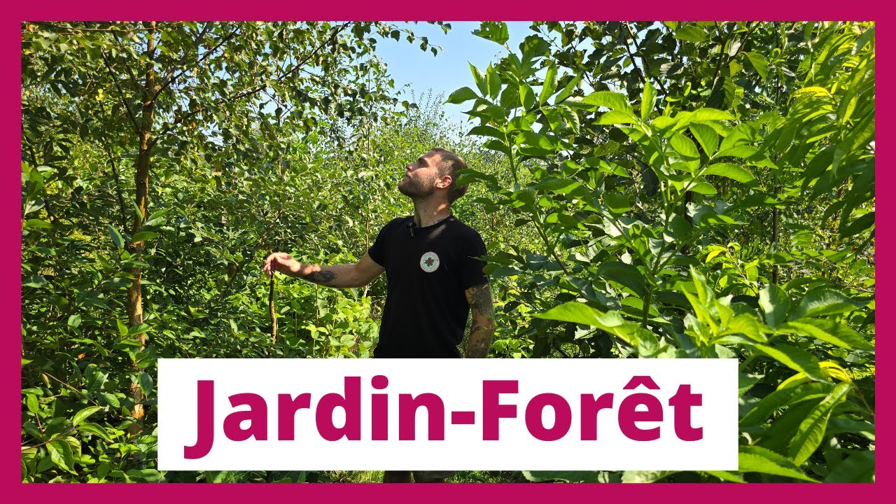 Mon jardin-forêt après 3 ans : Gestion, arbres pionniers et biodiversité
