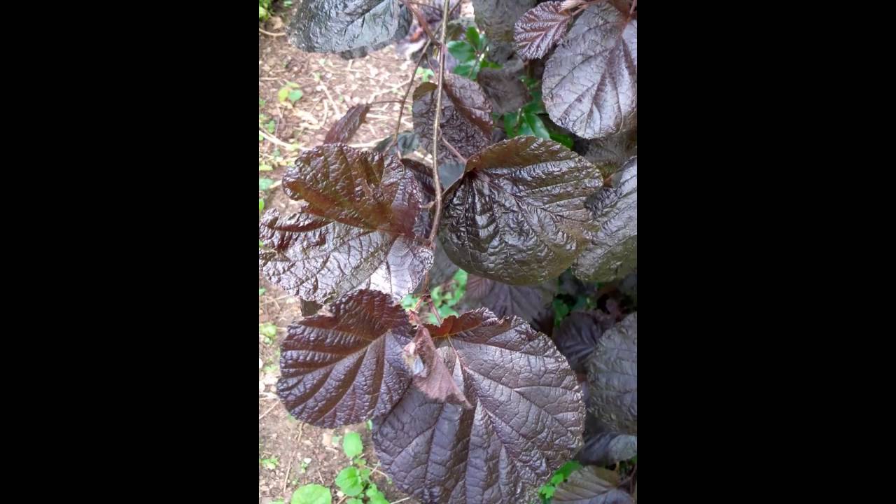 Corylus maxima 'purpurea' Corylac&eacute;es -Noisetier pourpre