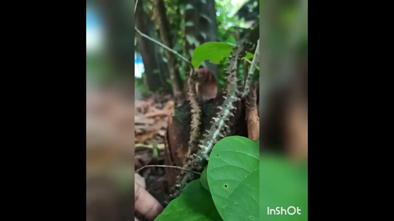 #Tinospora cordifolia # Menispermaceae