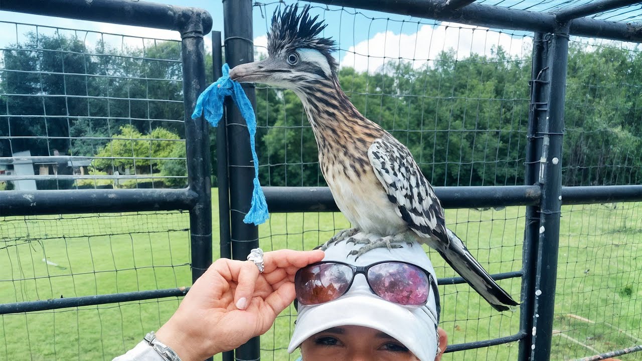 This Wild Roadrunner Comes Back Every Day — And Brings Me Gifts