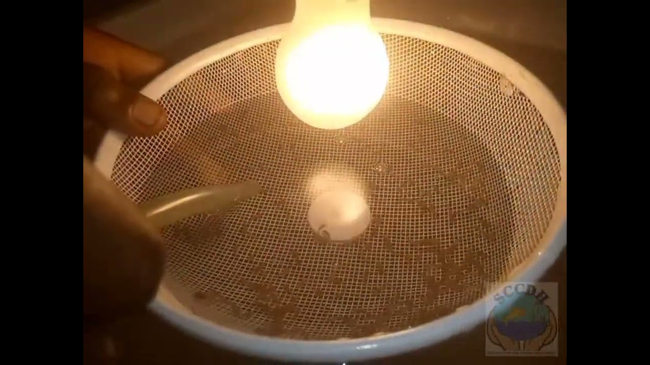 Tri et calibrage des larves de poissons à l'aide d'une ampoule (...) en savoir +++ by BO10 TSIGUIA