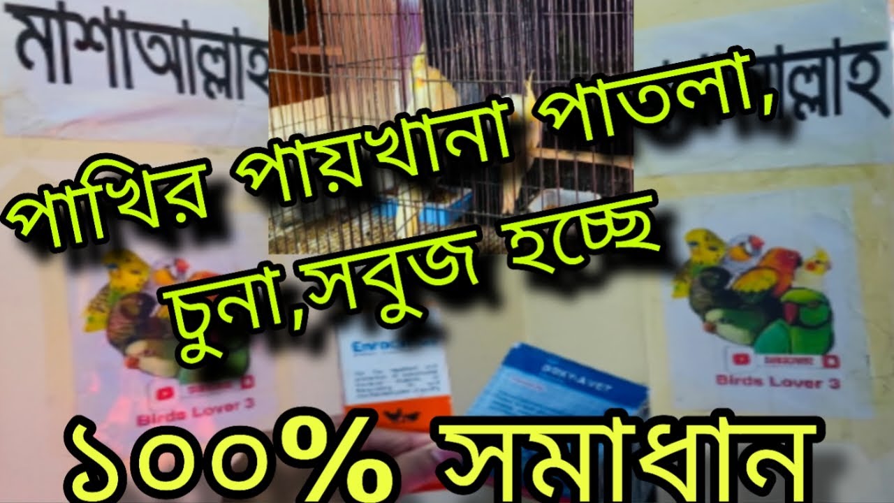 পাখির সবুজ পায়খানা,চুনা ও পাতলা পায়খানার চিকিৎসা || Birds Loose Motion Treatment