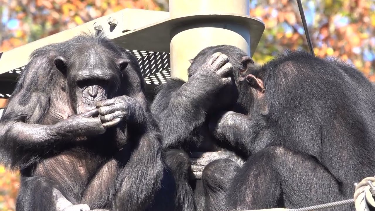 Tama zoo chimps 2023/12/04 #2