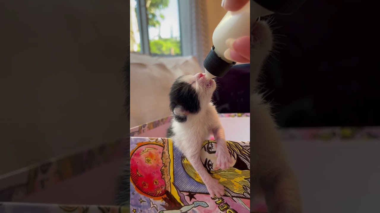 Newborn Kitten Still Attached To Placenta Curls Up On His Rescuer&rsquo;s Neck | The Dodo
