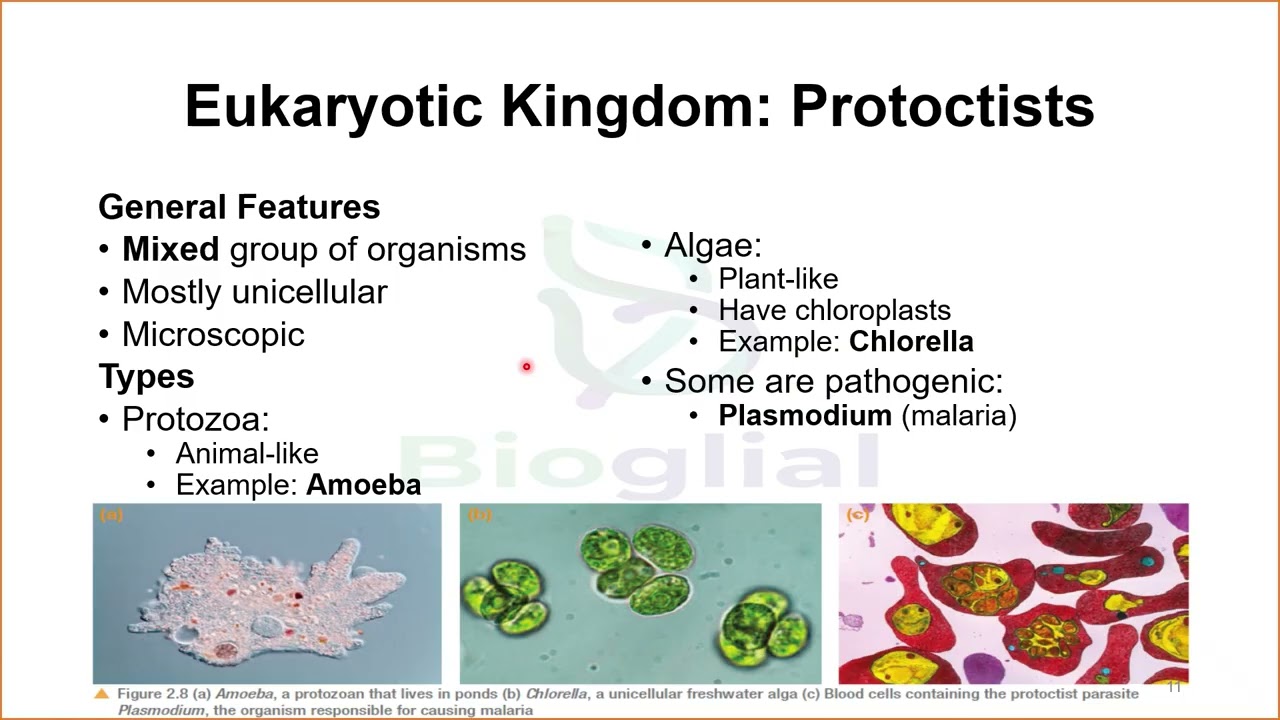 IGCSE Edexcel Biology: The variety of living organisms