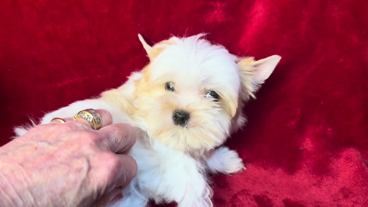 Ken: 11 Week Old White Golddust Yorkie