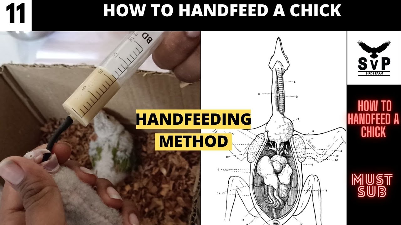 How to handfeeding a small conure chick | tamed birds | birds farm tamil | svp birds farm