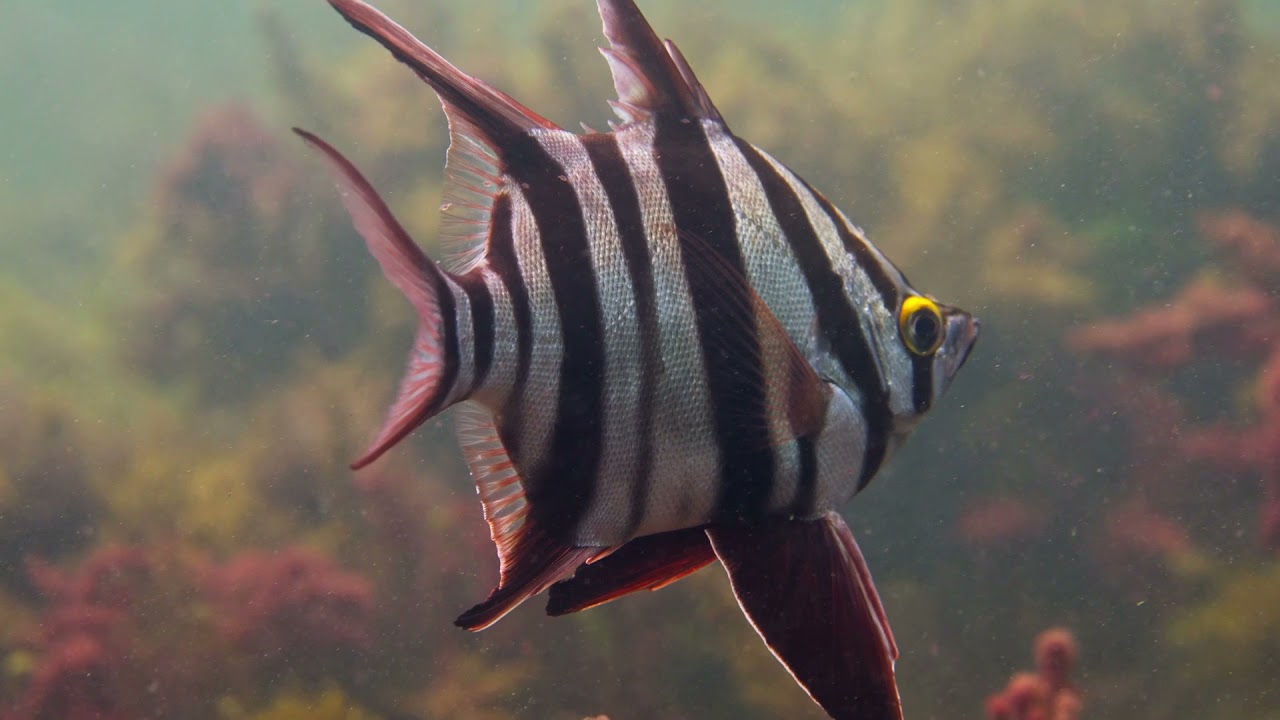 Beneath the Waves at Ricketts Point