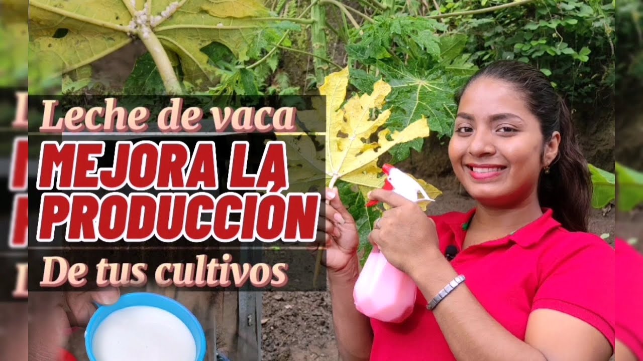 Aprende a usar la Leche de vaca para mejorar y proteger la producción de tus cultivos.