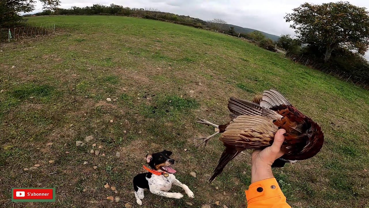 chasse du petit gibiers a l épagneul breton tricolore.