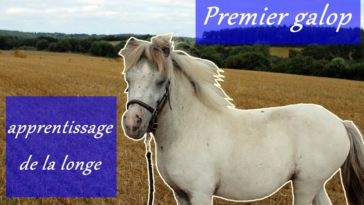 Premier galop en longe