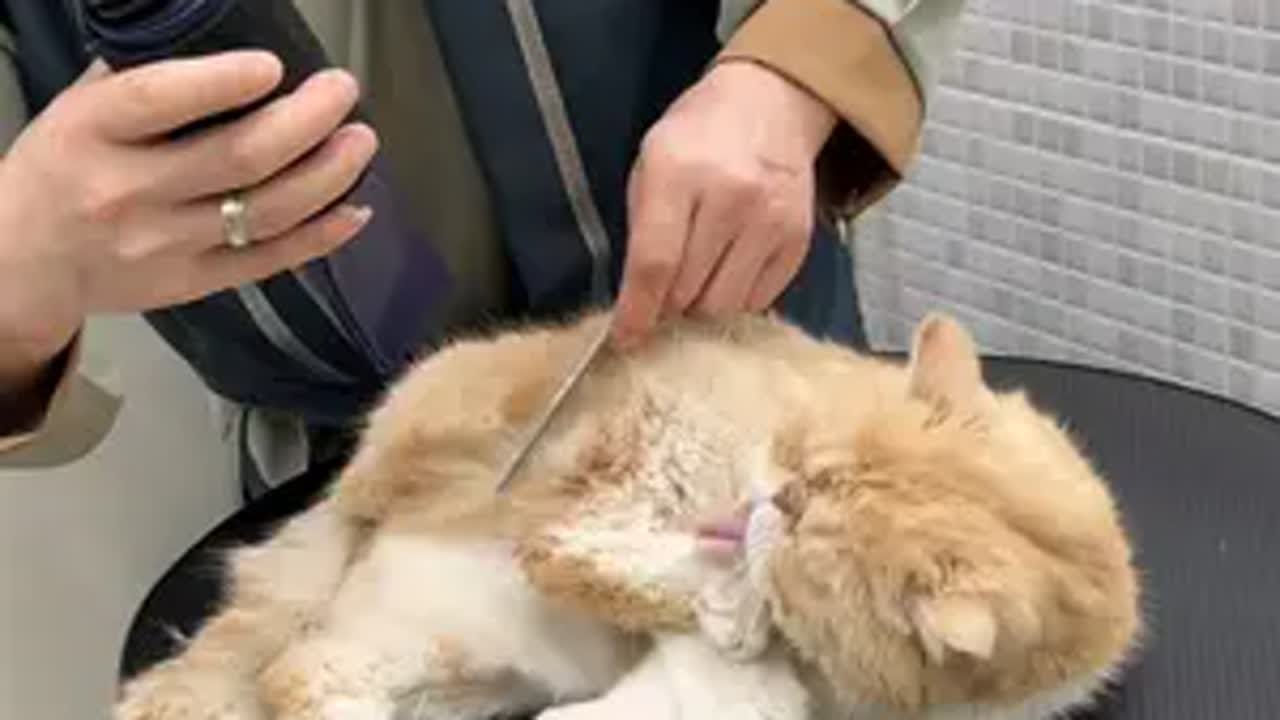 日常洗护加菲猫 洗澡只是主人的需要，而不是宠物的需求，当然生皮肤病期间除外猫咪洗护 猫洗澡 朱小二洗护 昆山宠物店