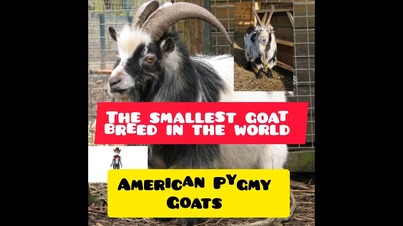 Smallest Goat Breed in the World.