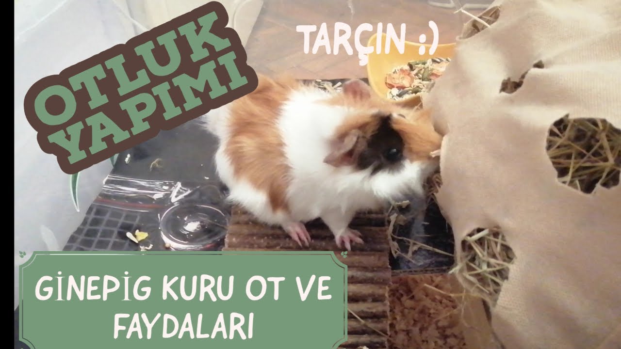 Ginepig Kuru Ot ve Faydaları /Otluk Yapımı